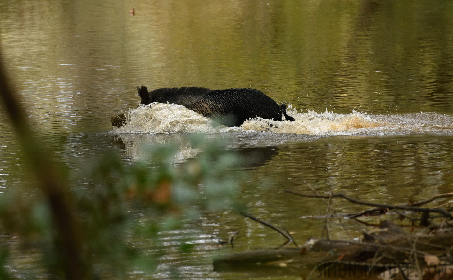 Sus scrofa domesticus [400 mm, 1/800 sec at f / 7.1, ISO 4000]